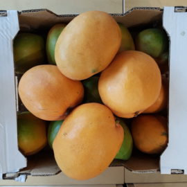 Bald treffen die leckeren Mangos ein