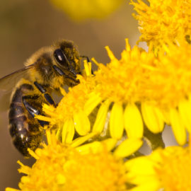 20.5.: Weltbienentag