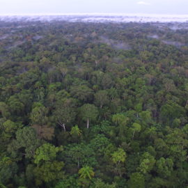 Regenwaldladen berichtet von großen Problemen